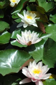 下载二维码 - SG飞艇